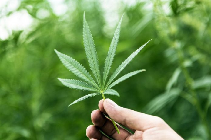 How To Get Medical Marijuana in Alabama